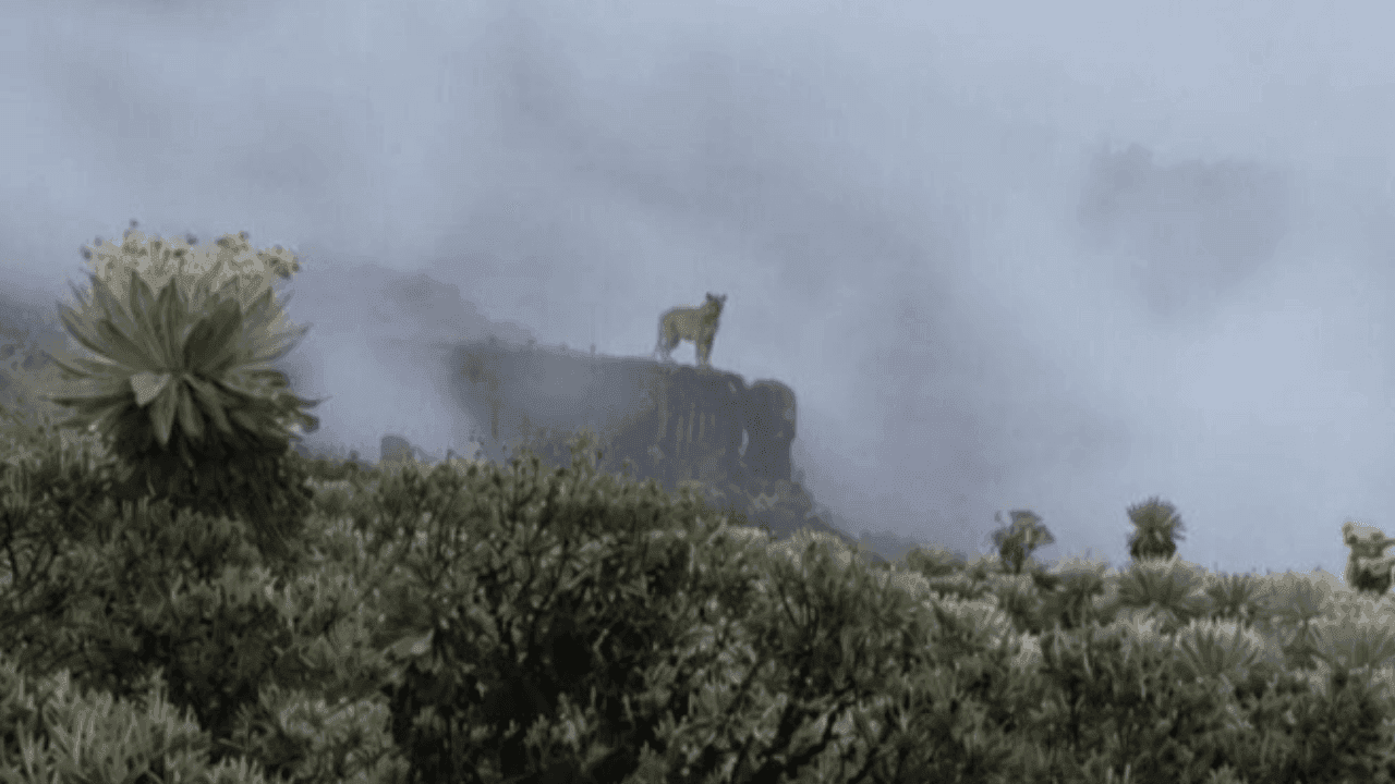 Un nuevo registro de puma confirma la presencia de este emblemático felino en el Parque Nacional Natural Pisba. Créditos: X - @ParquesColombia Un nuevo registro de puma confirma la presencia de este emblemático felino en el Parque Nacional Natural Pisba. Créditos: X - @ParquesColombia