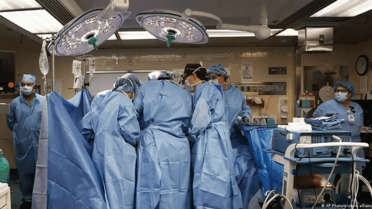 photologuephotos2024-05transplante_rinon_de_cerdopng photologuephotos2024-05transplante_rinon_de_cerdopng