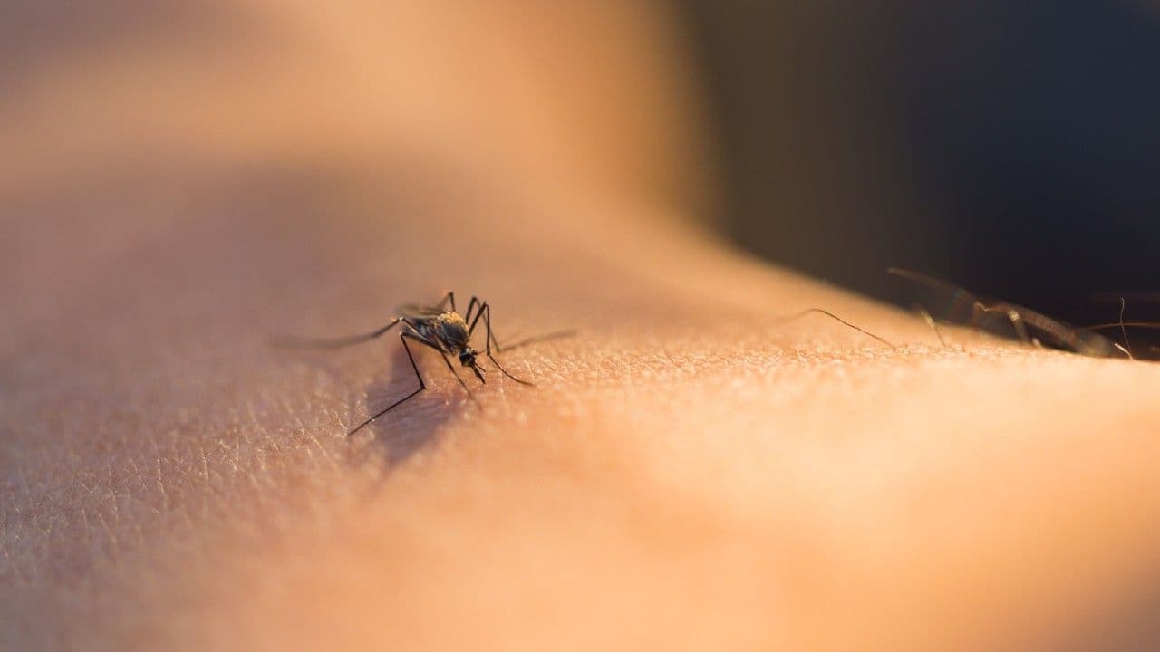 photologuephotos2025-04mosquitos_transmisionjpg photologuephotos2025-04mosquitos_transmisionjpg