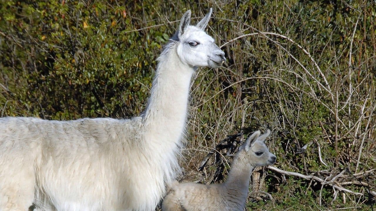 photologuephotos2025-06llamasjpg photologuephotos2025-06llamasjpg