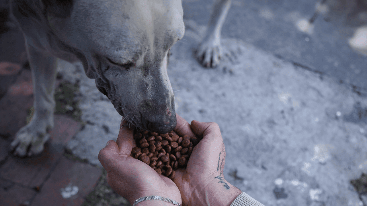 Asistencia alimentaria a perros abandonados Asistencia alimentaria a perros abandonados