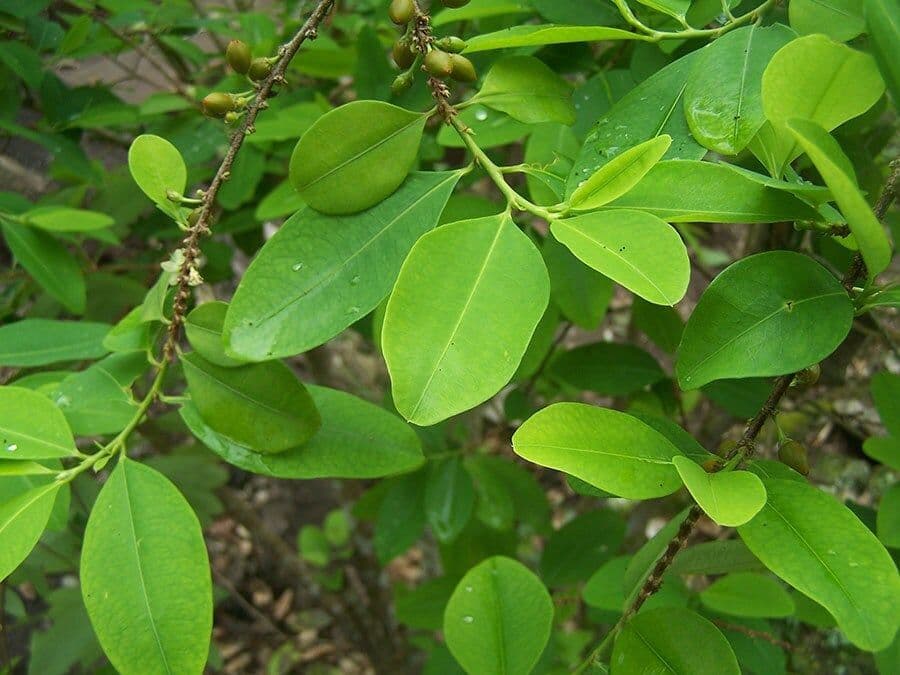 Hoja de coca Hoja de coca
