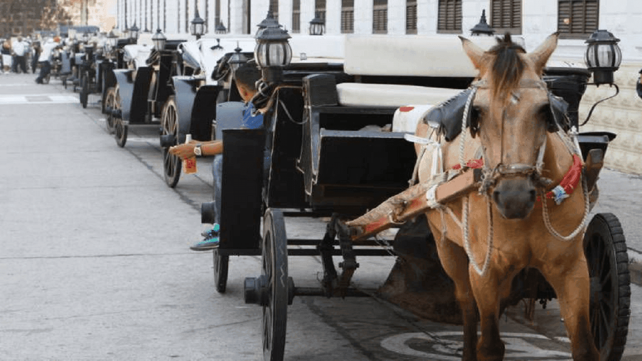 Foto de los viejos coches de caballos en Cartagena. Foto Alcaldía de Cartagena. Foto de los viejos coches de caballos en Cartagena. Foto Alcaldía de Cartagena.
