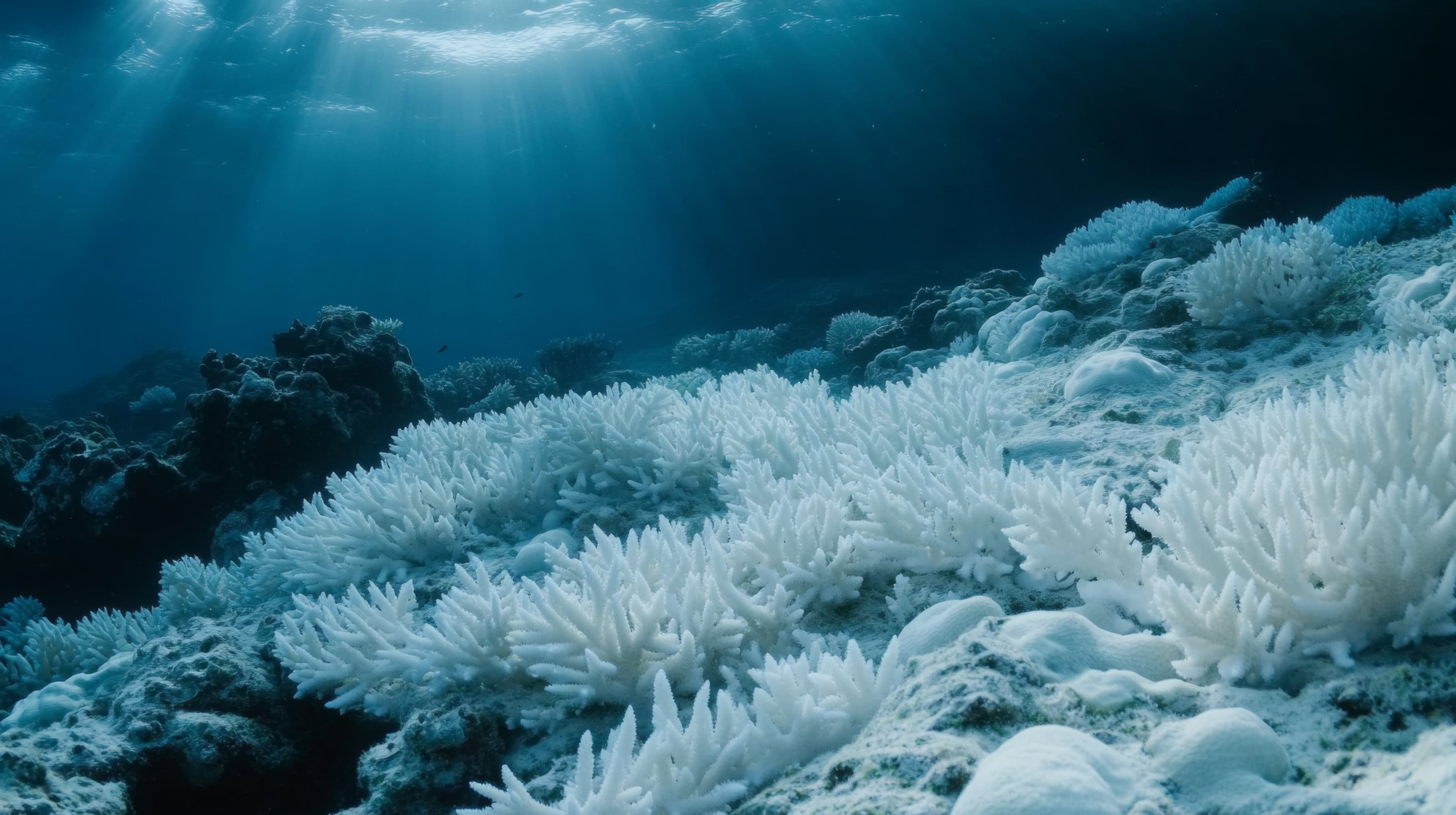 Arrecife de coral blanqueado Arrecife de coral blanqueado
