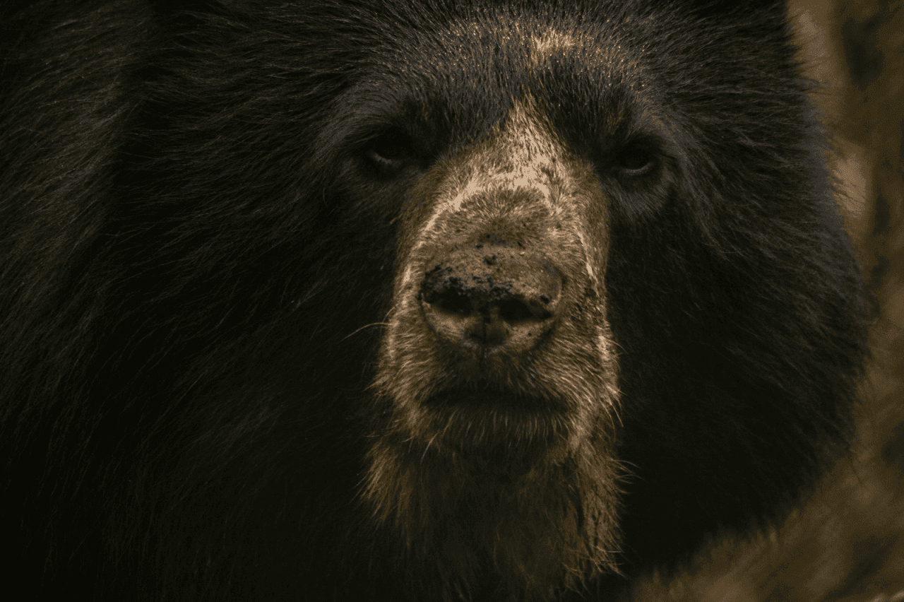 Oso andino, especie presente en las zonas montañosas de varios países de Suramérica. Foto Cortesía. Oso andino, especie presente en las zonas montañosas de varios países de Suramérica. Foto Cortesía.