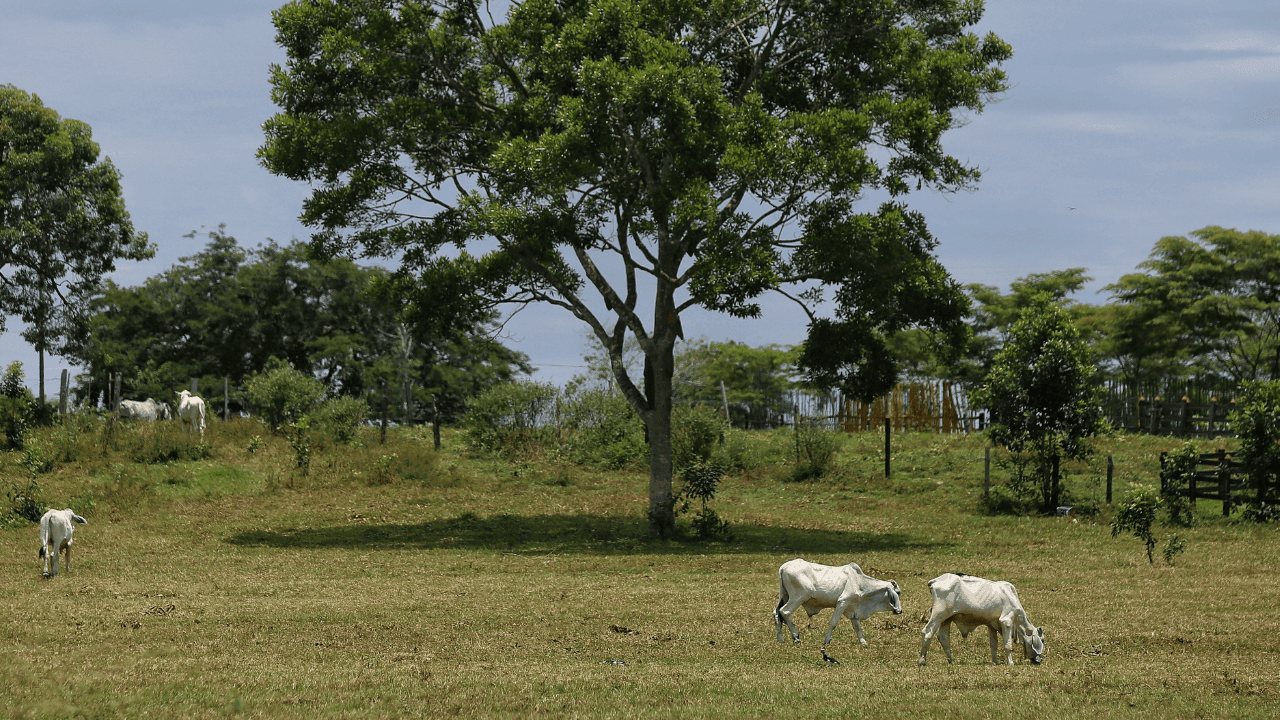 CORPADES denunció presuntas afectaciones a familias campesinas tras explosiones registradas en la vereda Malena, en Puerto López, Antioquia. Créditos: Colprensa CORPADES denunció presuntas afectaciones a familias campesinas tras explosiones registradas en la vereda Malena, en Puerto López, Antioquia. Créditos: Colprensa