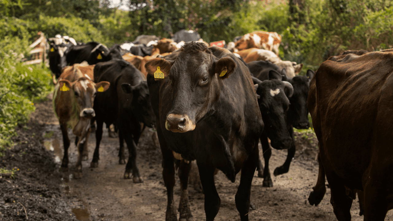 Ley de trazabilidad ganadera ya es una realidad: permitirá rastrear el origen de la carne y combatir la deforestación en Colombia Ley de trazabilidad ganadera ya es una realidad: permitirá rastrear el origen de la carne y combatir la deforestación en Colombia