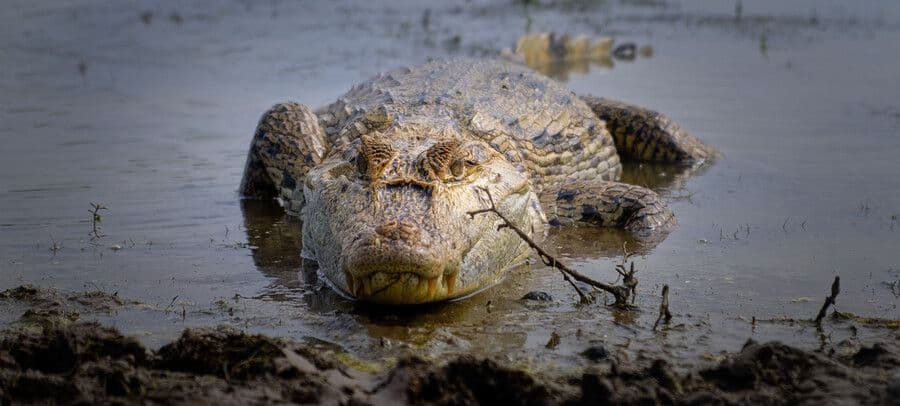 Minambiente anuncia plan de acción para el caimán llanero tras denuncias de meses sin alimentación y muertes Minambiente anuncia plan de acción para el caimán llanero tras denuncias de meses sin alimentación y muertes