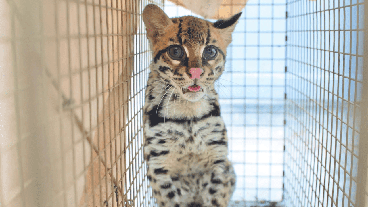 Rescatan a un ocelote víctima de tráfico ilegal que apareció en jardín infantil en Suba Rescatan a un ocelote víctima de tráfico ilegal que apareció en jardín infantil en Suba