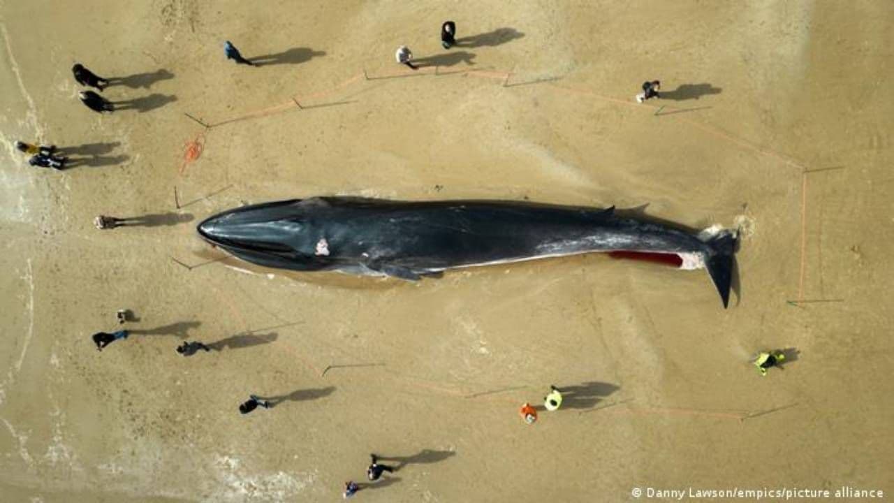 photologuephotos2024-05japon_cazara_ballenas_de_aleta_el_segundo_animal_mas_grandejpg photologuephotos2024-05japon_cazara_ballenas_de_aleta_el_segundo_animal_mas_grandejpg