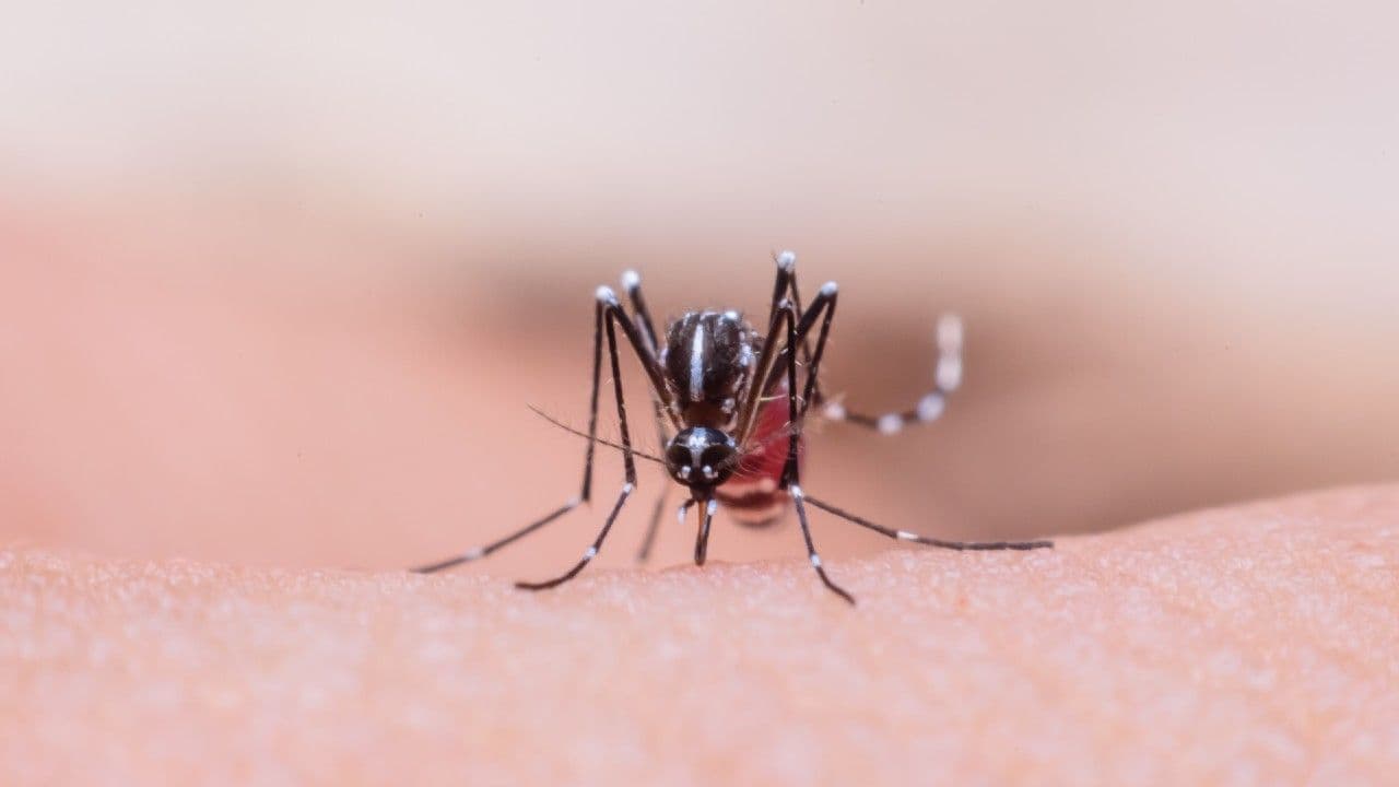 photologuephotos2025-04dengue_fiebre_amarillajpg photologuephotos2025-04dengue_fiebre_amarillajpg