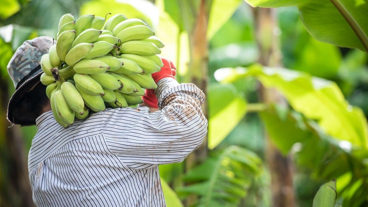 photologuephotos2025-08una-granjera-asiatica-sostiene-platanos-crudos-y-recolecta-productos-en-su-plantacion-bananera_1jpg photologuephotos2025-08una-granjera-asiatica-sostiene-platanos-crudos-y-recolecta-productos-en-su-plantacion-bananera_1jpg