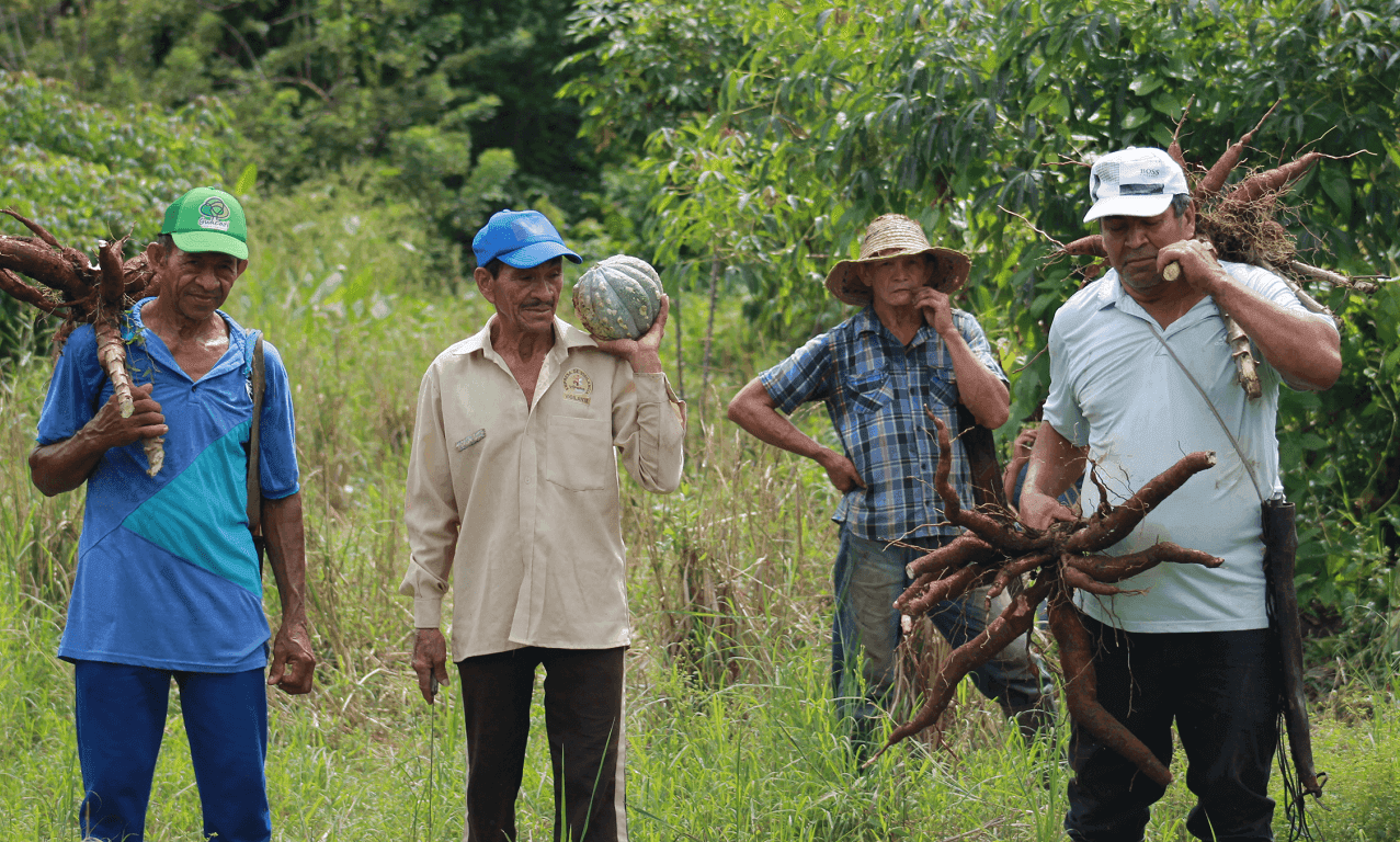 Feliciano Samudio, Ángel Solano, Julio Benítez y Ernesto Ortiz, miembros de Acaprosin, la asociación campesina de Laguna Flor, en Sincelejo. Feliciano Samudio, Ángel Solano, Julio Benítez y Ernesto Ortiz, miembros de Acaprosin, la asociación campesina de Laguna Flor, en Sincelejo.