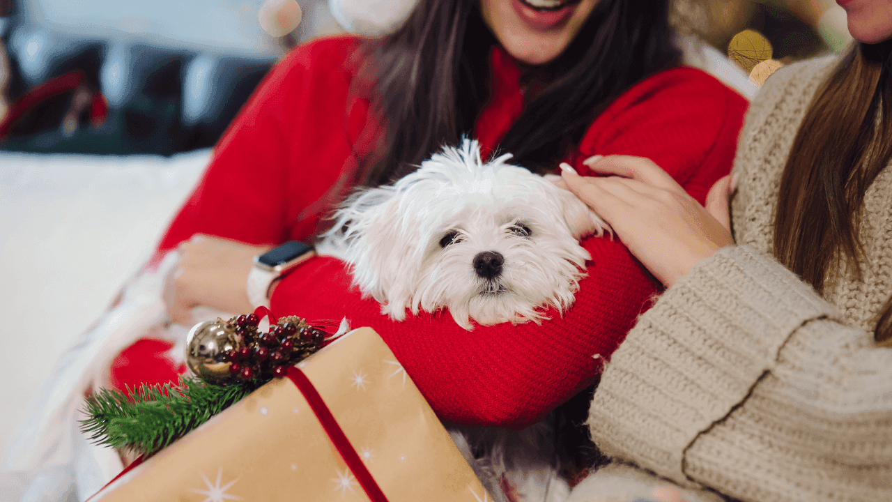 No regalar perros de navidad No regalar perros de navidad