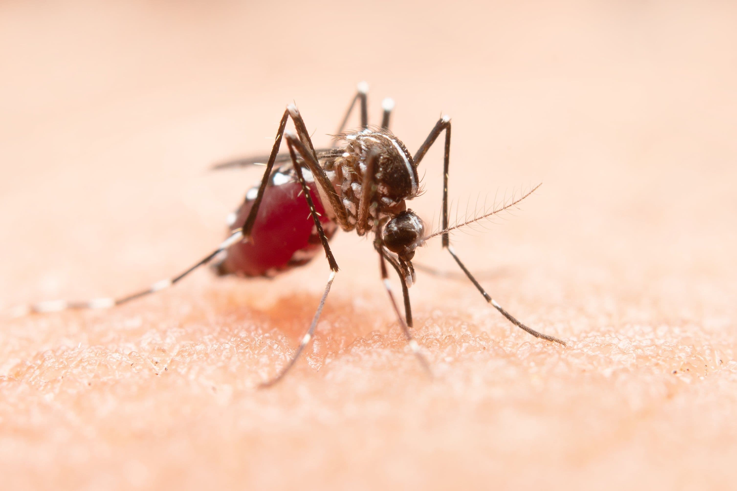 Mosquito Dengue Mosquito Dengue