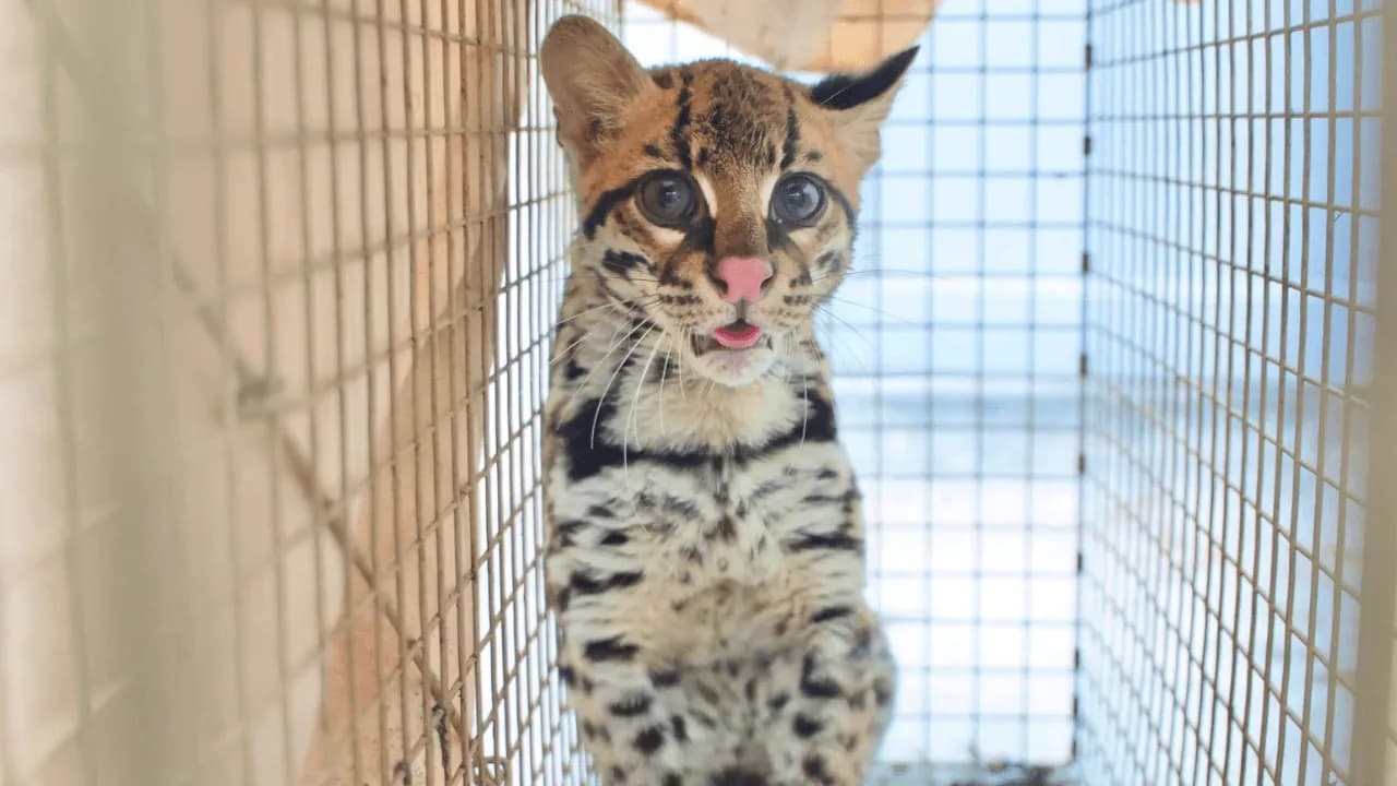 Rescatan a un ocelote víctima de tráfico ilegal que apareció en jardín infantil en Suba Rescatan a un ocelote víctima de tráfico ilegal que apareció en jardín infantil en Suba