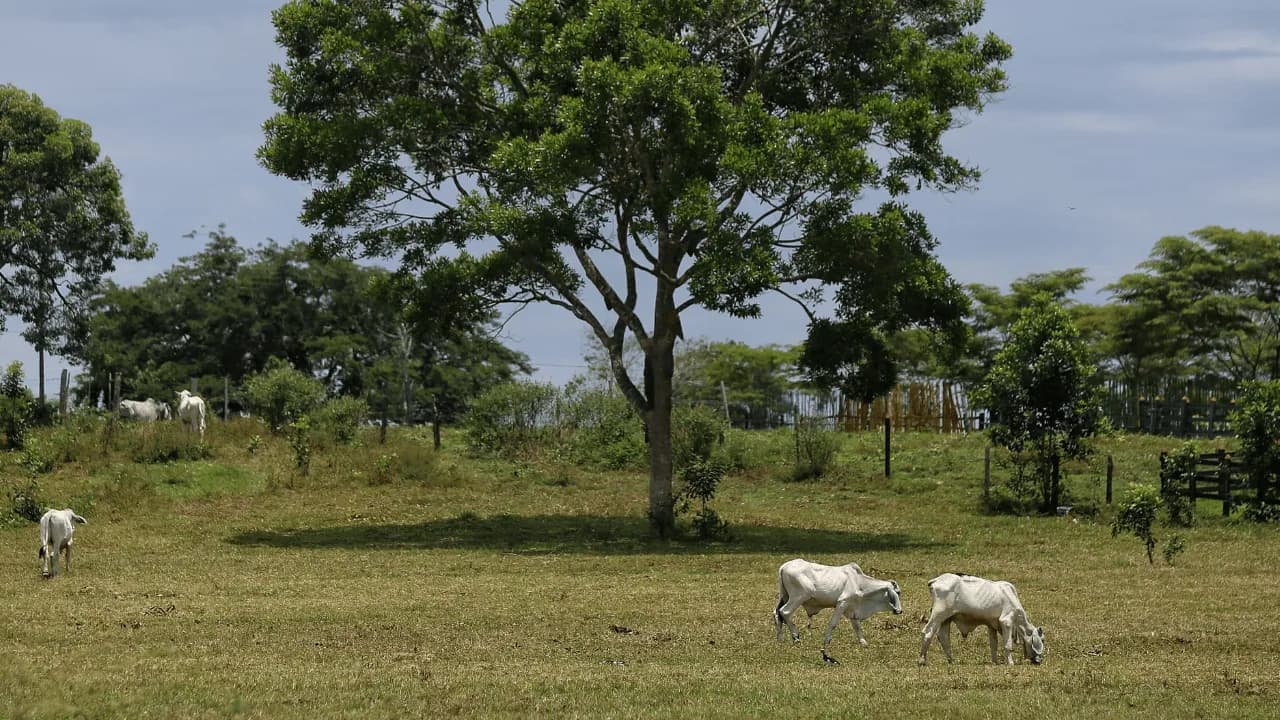 CORPADES denunció presuntas afectaciones a familias campesinas tras explosiones registradas en la vereda Malena, en Puerto López, Antioquia. Créditos: Colprensa CORPADES denunció presuntas afectaciones a familias campesinas tras explosiones registradas en la vereda Malena, en Puerto López, Antioquia. Créditos: Colprensa