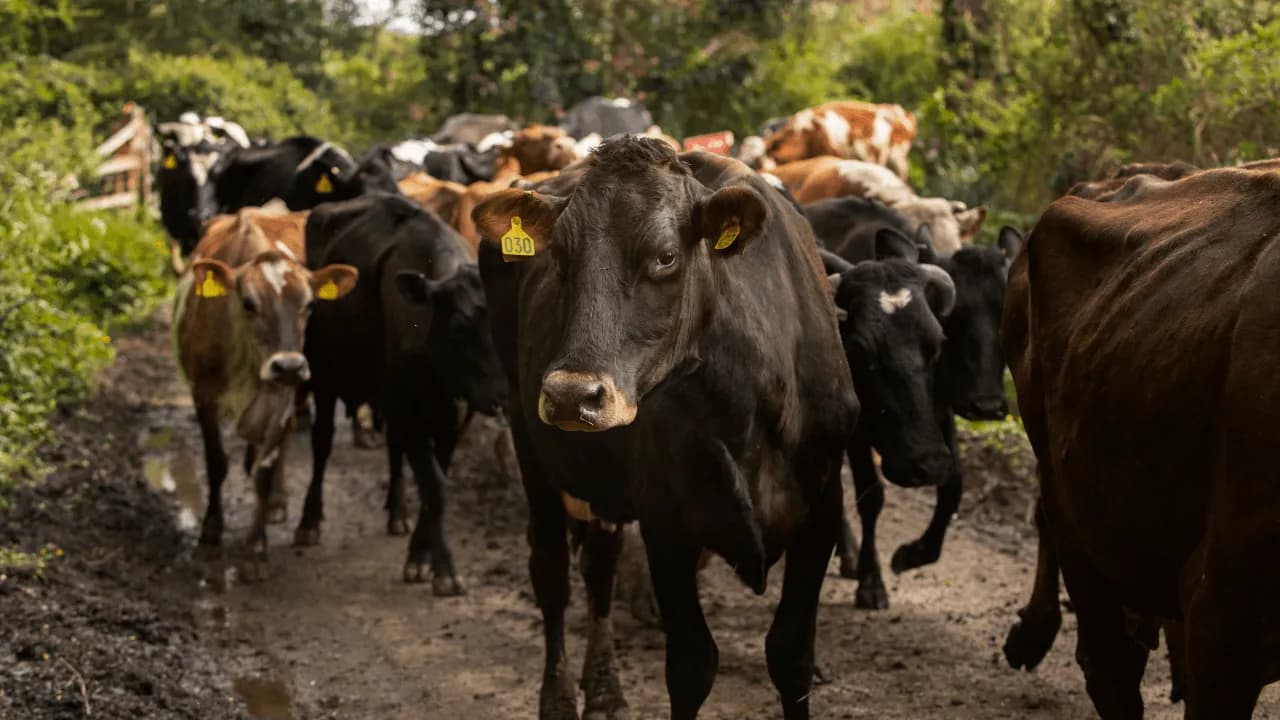 Ley de trazabilidad ganadera ya es una realidad: permitirá rastrear el origen de la carne y combatir la deforestación en Colombia Ley de trazabilidad ganadera ya es una realidad: permitirá rastrear el origen de la carne y combatir la deforestación en Colombia
