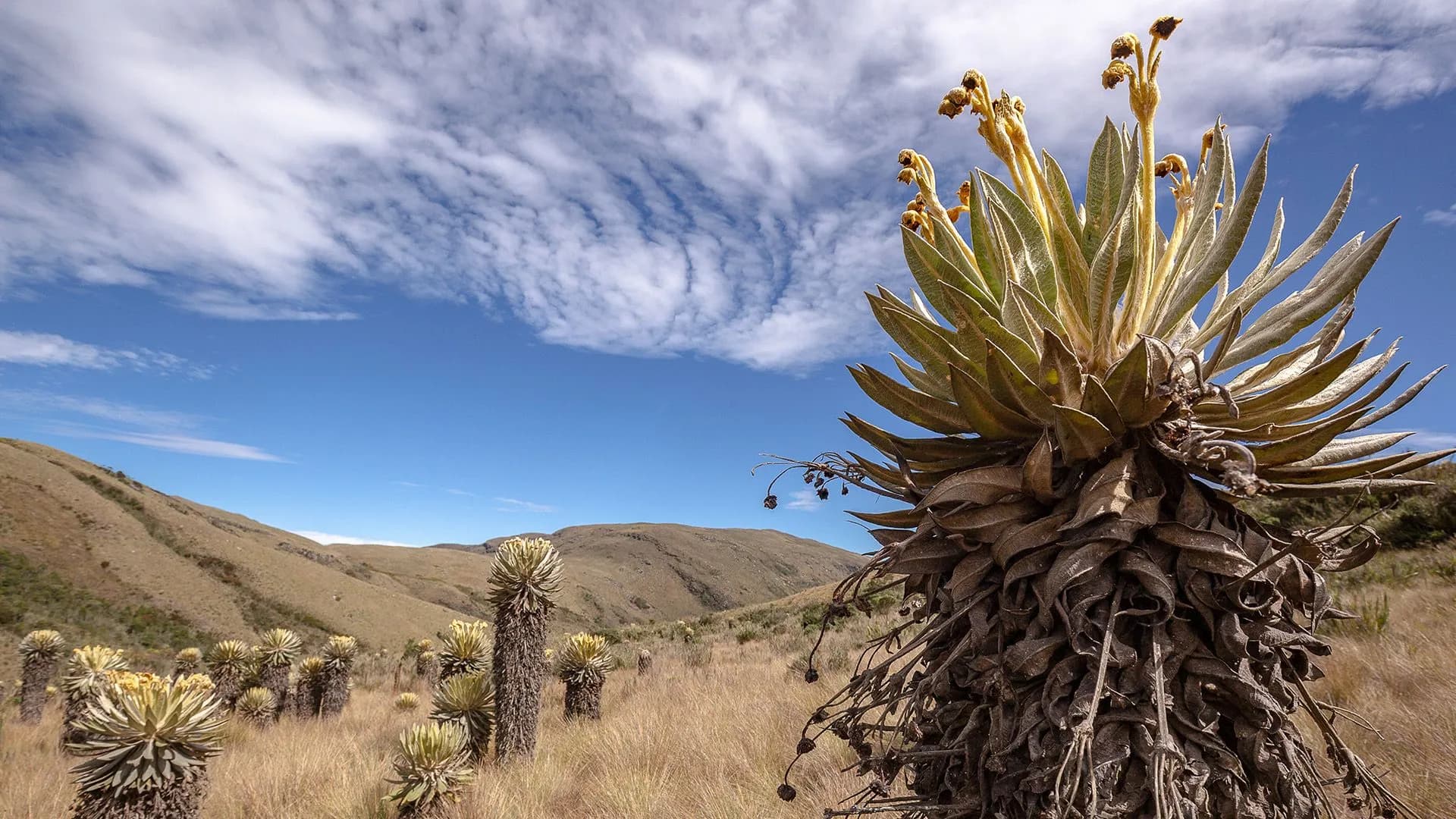 La biodiversidad puede proteger a Colombia de El Niño, pero la deforestación la debilita La biodiversidad puede proteger a Colombia de El Niño, pero la deforestación la debilita