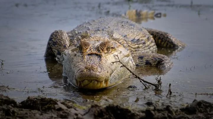 Minambiente anuncia plan de acción para el caimán llanero tras denuncias de meses sin alimentación y muertes Minambiente anuncia plan de acción para el caimán llanero tras denuncias de meses sin alimentación y muertes