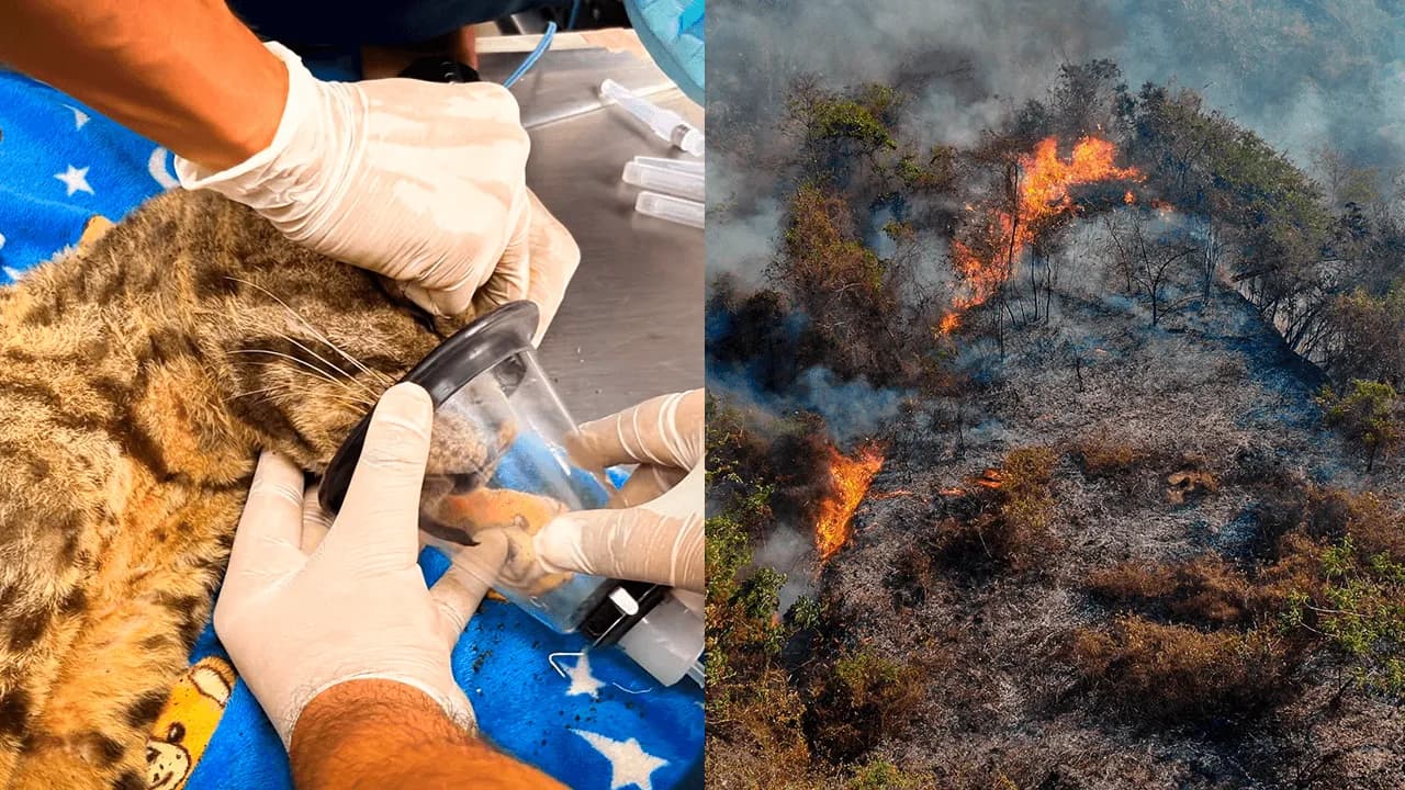 Animales silvestres afectados por los incendios en Tolima: así son atendidos por la coporación autónoma Animales silvestres afectados por los incendios en Tolima: así son atendidos por la coporación autónoma