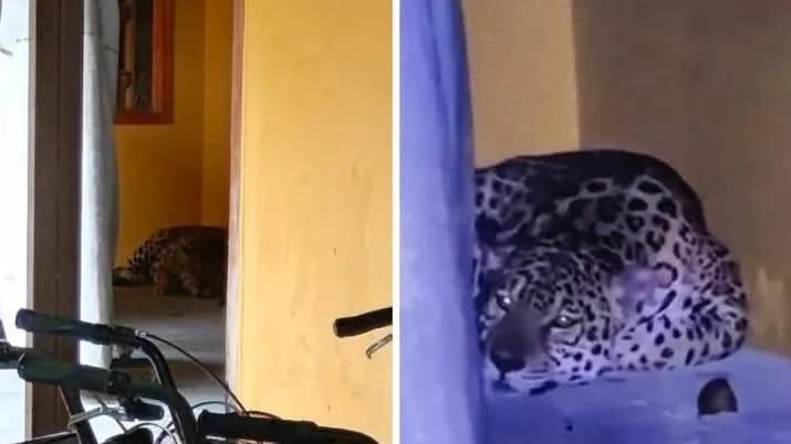 ¿Qué hacía un jaguar en biblioteca de la Universidad Nacional de Leticia? Lo que se sabe ¿Qué hacía un jaguar en biblioteca de la Universidad Nacional de Leticia? Lo que se sabe