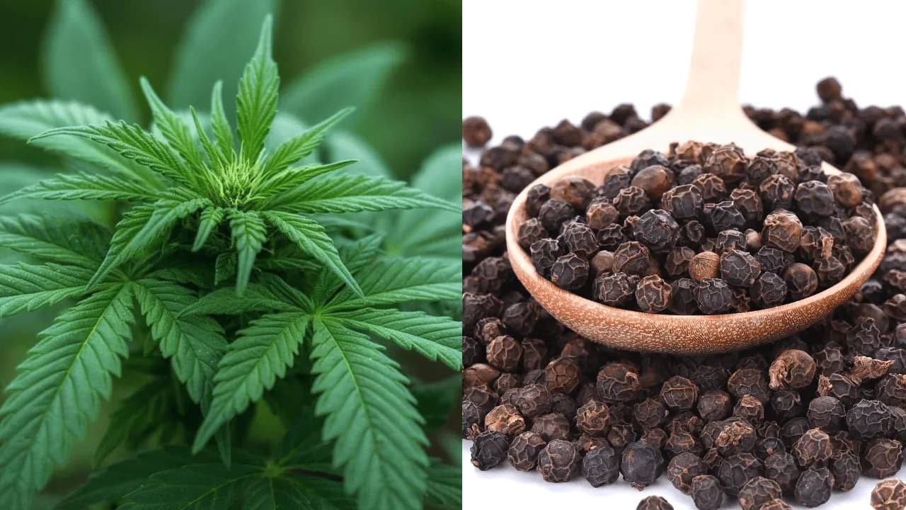 Compuestos del ‘cannabis’ y la pimienta negra muestran resultados prometedores frente a tumor cerebral agresivo Compuestos del ‘cannabis’ y la pimienta negra muestran resultados prometedores frente a tumor cerebral agresivo