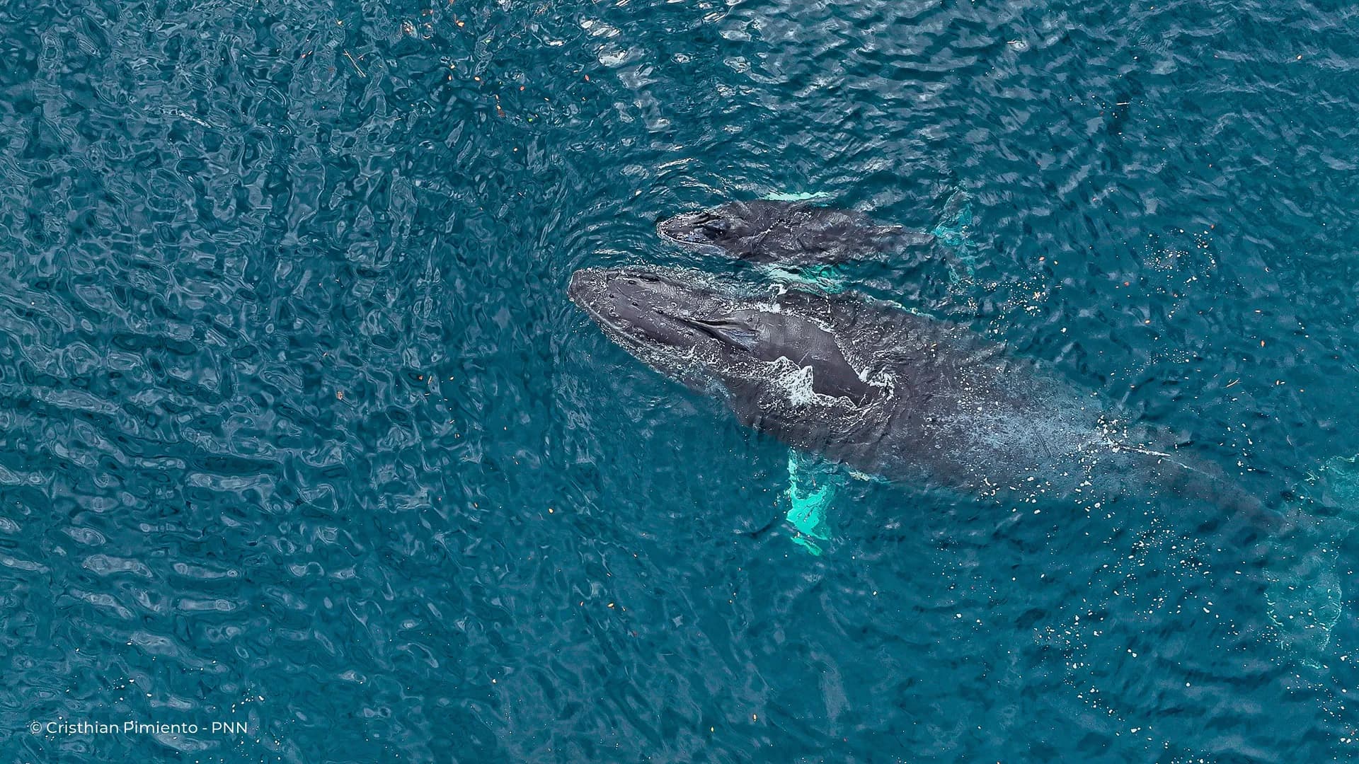 Comienza la temporada de avistamiento de ballenas en el Pacífico colombiano: se busca generar turismo responsable Comienza la temporada de avistamiento de ballenas en el Pacífico colombiano: se busca generar turismo responsable
