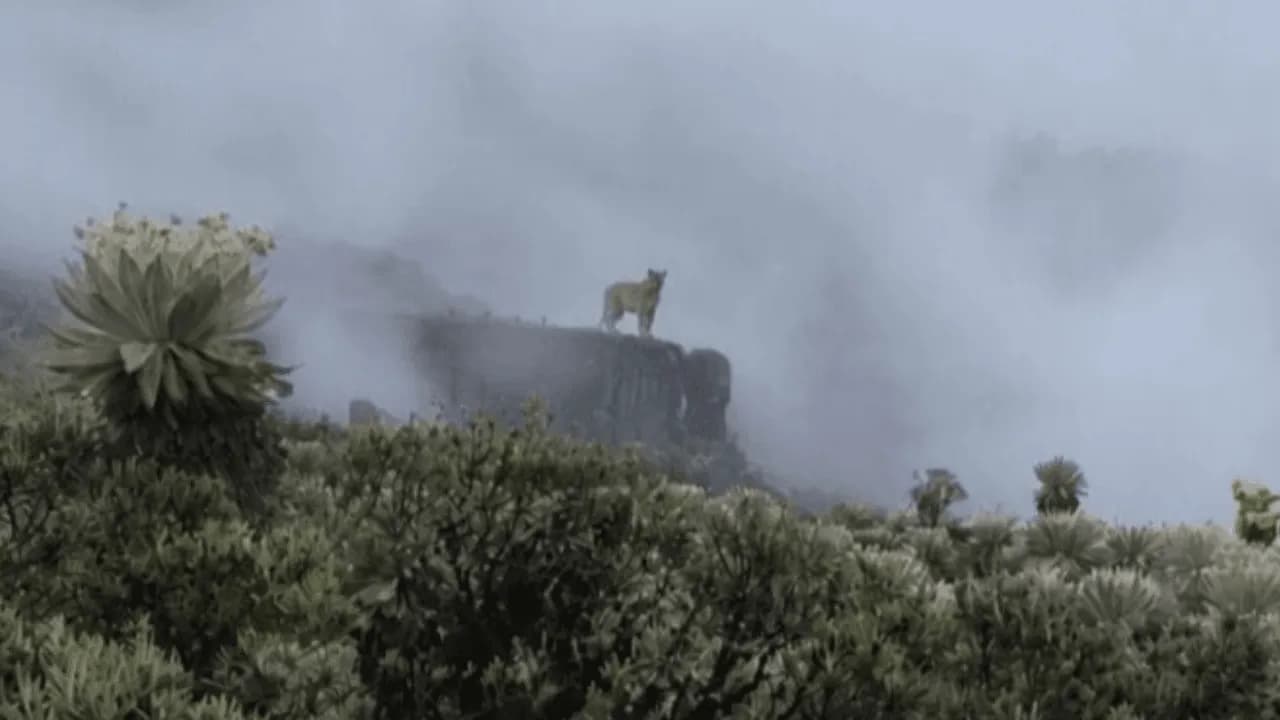 Un nuevo registro de puma confirma la presencia de este emblemático felino en el Parque Nacional Natural Pisba. Créditos: X - @ParquesColombia Un nuevo registro de puma confirma la presencia de este emblemático felino en el Parque Nacional Natural Pisba. Créditos: X - @ParquesColombia