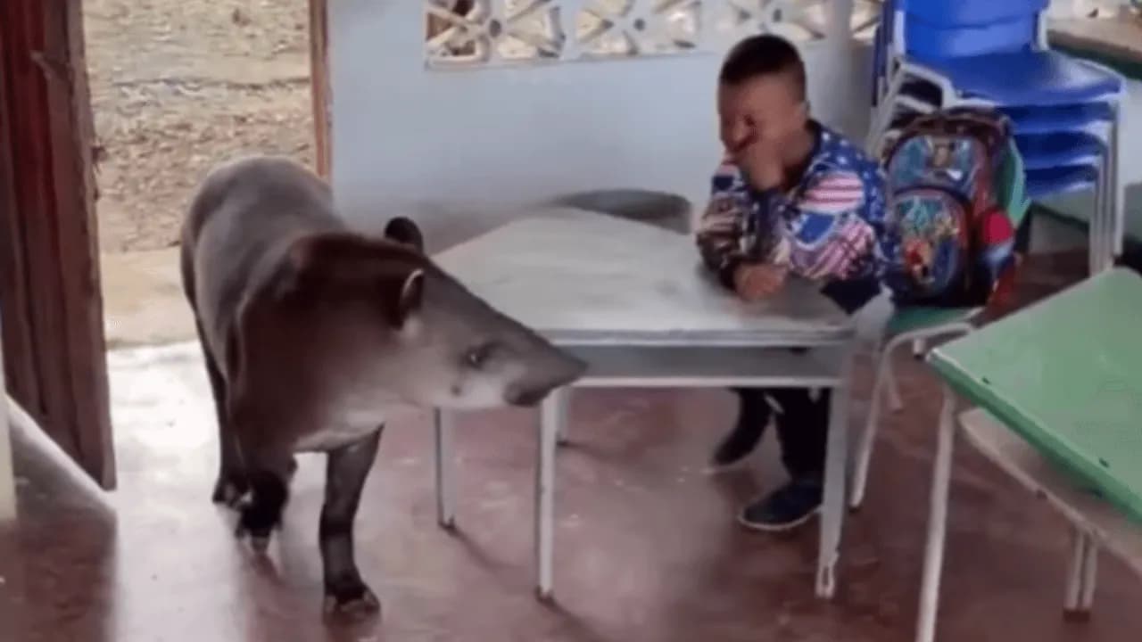 Una danta sorprendió a estudiantes al ingresar a un colegio del Guaviare: expertos explican cómo actuar ante un animal silvestre Una danta sorprendió a estudiantes al ingresar a un colegio del Guaviare: expertos explican cómo actuar ante un animal silvestre