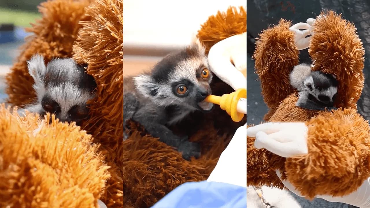 La historia de la cría de lémur que sobrevive aferrada a un peluche luego de ser rechazado por su madre La historia de la cría de lémur que sobrevive aferrada a un peluche luego de ser rechazado por su madre